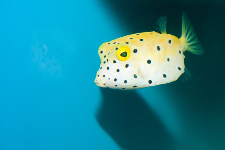 Cube, Yellow, Polka Dots Boxfish (Ostracion cubicus)